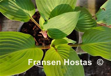 Hosta The British are Coming